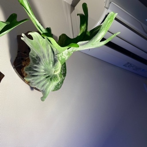 観葉植物