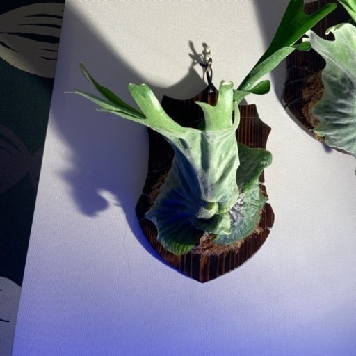 観葉植物