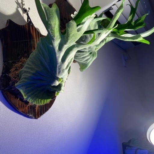 観葉植物