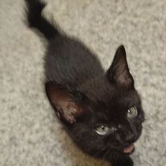 お見合い決定のため、一旦募集を停止します🐱生後2ヶ月のブラックス...