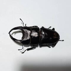 国産オオクワガタ　能勢SRペア