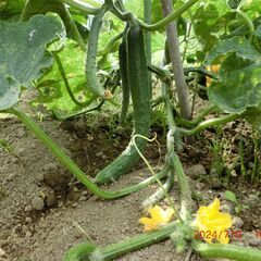 無農薬　キュウリ　１本２０円　体験農園「おひさま農園」から