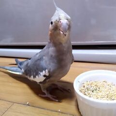 オカメインコが逃げました