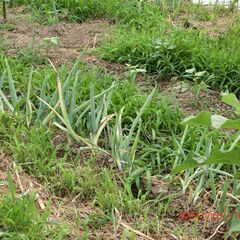 無農薬　ネギ　１本１０円　体験農園「おひさま農園」から