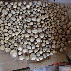 無農薬　ジャガイモ掘り　体験農園「おひさま農園」から