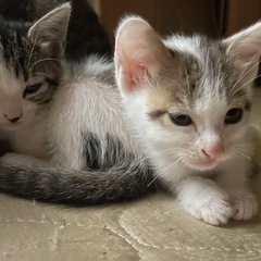 子猫ちゃん❤️ - 猫