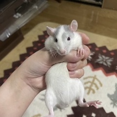 ファンシーラットベビー メス 4匹