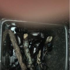 クワガタ    カブトムシ