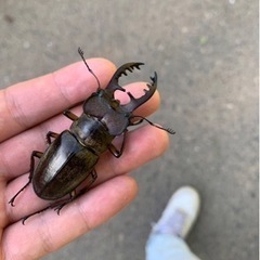 クワガタ    カブトムシの画像