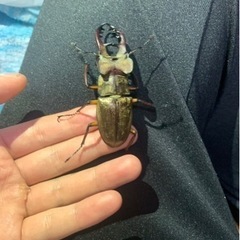 クワガタ    カブトムシの画像