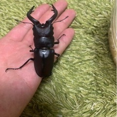 クワガタ    カブトムシの画像