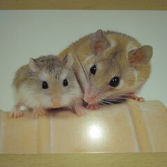 ポストカード　動物　4枚の画像