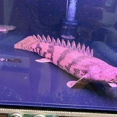 値引き‼️大型魚　エンドリケリー　ポリプ　４０センチ