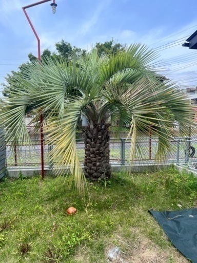 生活雑貨 家庭用品 ガーデニング