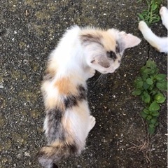 三毛猫チャン、里親決まりました。