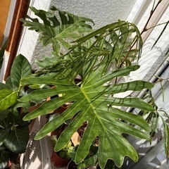 生活雑貨 家庭用品 ガーデニング