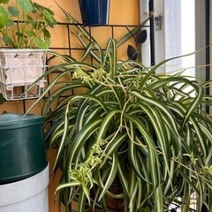 生活雑貨 家庭用品 ガーデニング