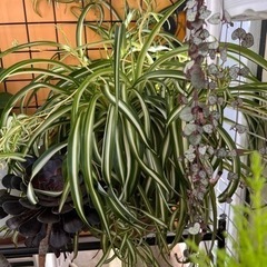 生活雑貨 家庭用品 ガーデニングの画像