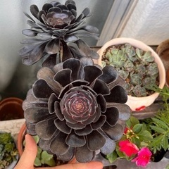 生活雑貨 家庭用品 ガーデニング