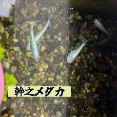 メダカの針子～針子抜け 20匹
の画像