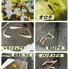 メダカの針子～針子抜け 20匹
