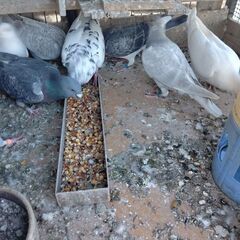 レース鳩 鑑賞鳩の画像
