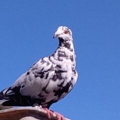 レース鳩 鑑賞鳩 - 前橋市