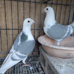 レース鳩 鑑賞鳩 − 群馬県