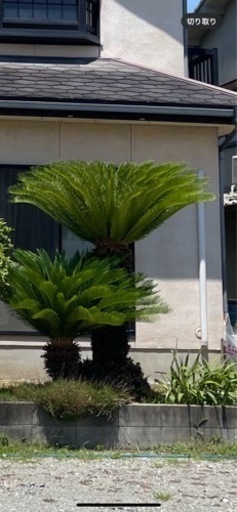 ソテツ　掘り起こし引取り限定