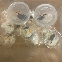 天然カブトムシ、クワガタ