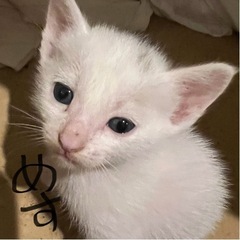 生後2ヶ月4兄妹