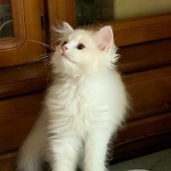 生後4ヶ月程度の長毛子猫