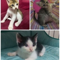 かわいい3兄妹😺😼😽