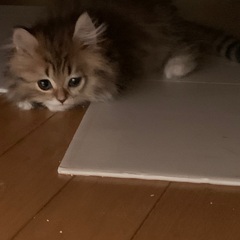 長毛種子猫4ヶ月の里親募集