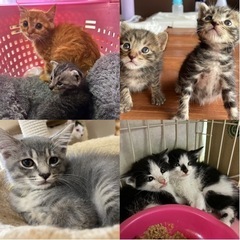 （ご参加ありがとうございました！）teamねこまんま7月譲渡会&...