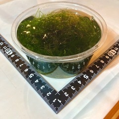 【水草🌱】ウィローモスの画像