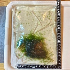 【水草🌱】ウィローモスの画像