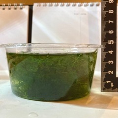 【水草🌱】ウィローモスの画像