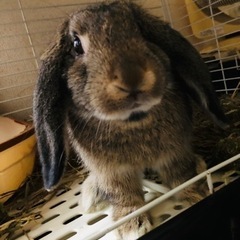 うさぎちゃん🐰🐰ちゃんは好きかい🍀？