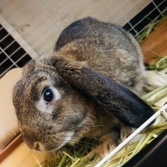 うさぎちゃん🐰🐰ちゃんは好きかい🍀？ − 愛知県