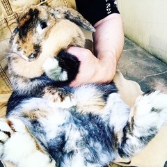 うさぎちゃん🐰🐰ちゃんは好きかい🍀？ - メンバー募集