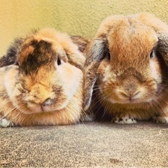 うさぎちゃん🐰🐰ちゃんは好きかい🍀？ - 豊田市
