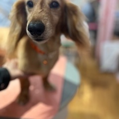 ドッグサロン･きなこです