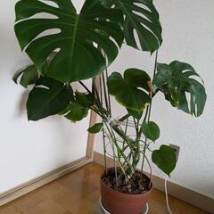大きく育った　モンステラさん　２株まとめての画像