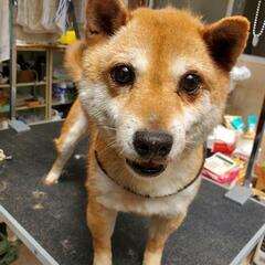 豆柴の男の子（赤）