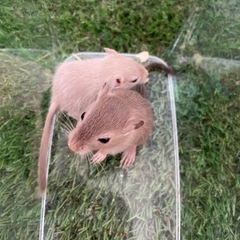 残り1匹❗️カラージャービル　