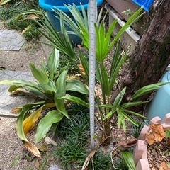 観葉植物　観音竹の画像