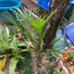 観葉植物　観音竹