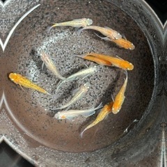 メダカ【決まりました】