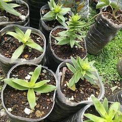 名前わからない観葉植物